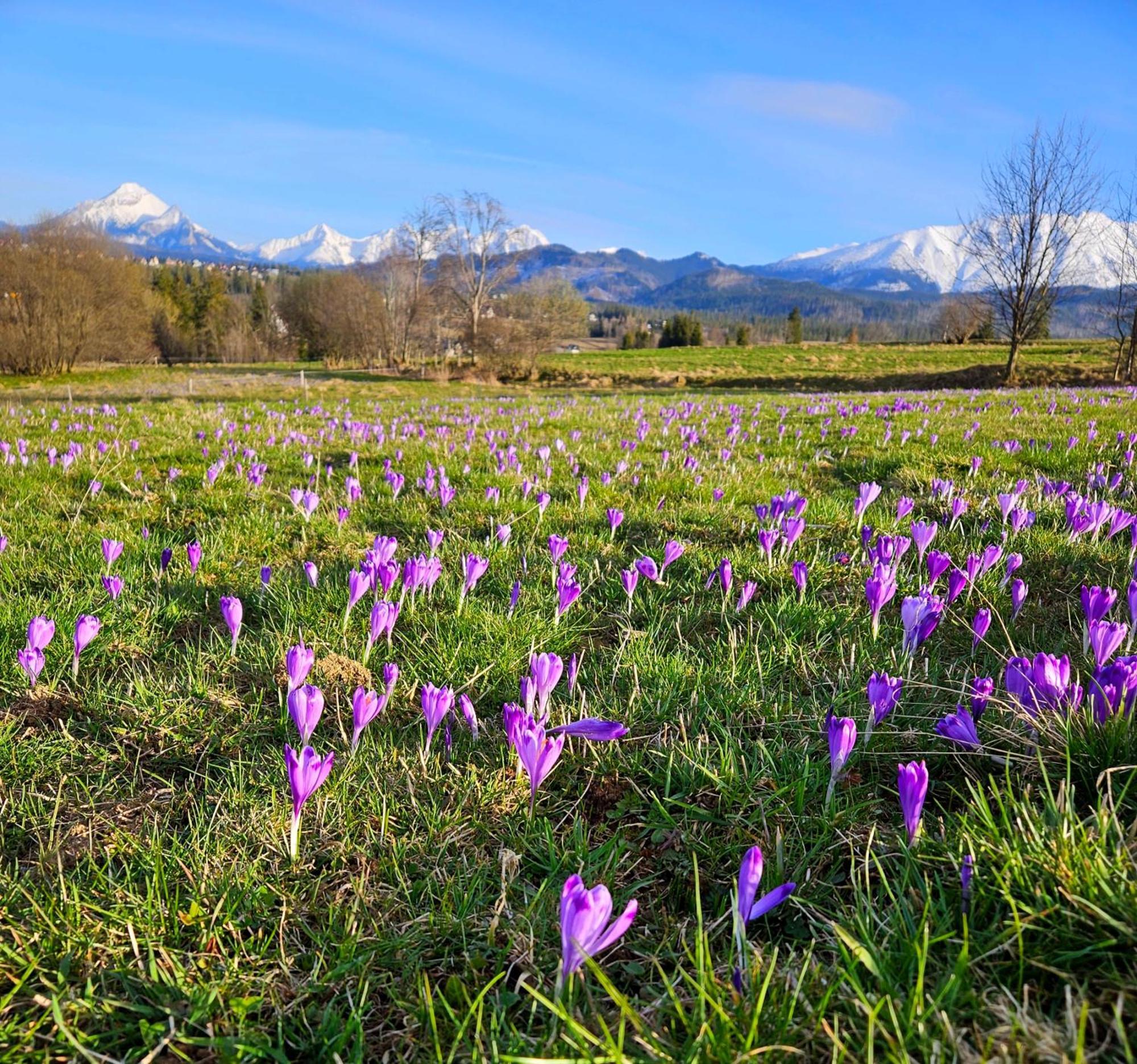 Goralska Chatka 3 Highland Cottage - Jacuzzi, Sauna, Split Ac, Private Parking, Mountains View Закопане Экстерьер фото